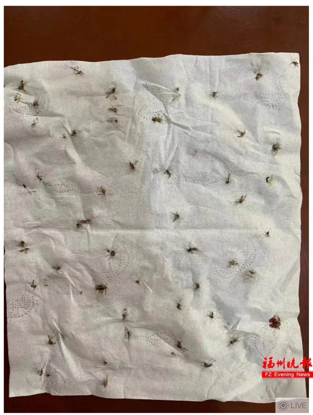 近期多发！不少人中招！福州吴女士：痒到崩溃！