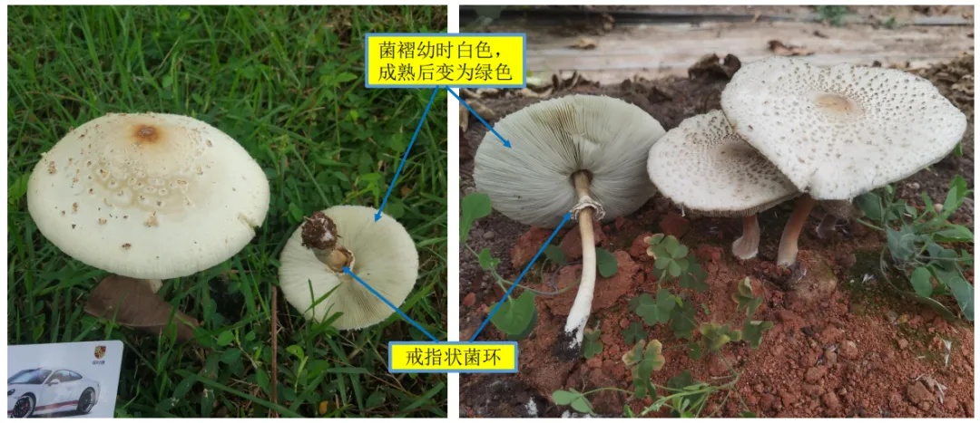 别采，别买，别吃！长沙已有家庭中毒！