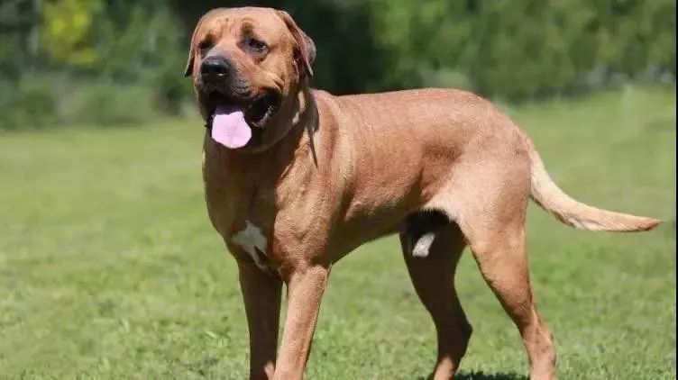 事关犬类禁养！深圳新增14种烈性犬