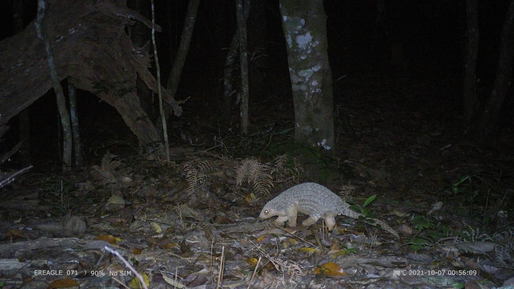 又在福州出现了！中华穿山甲！