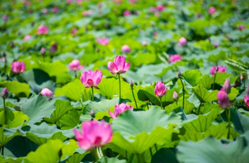 缤纷的扬州夏日，一眼心动