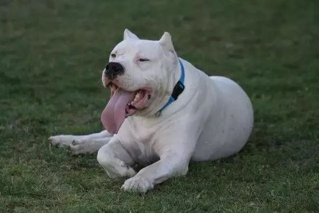事关犬类禁养！深圳新增14种烈性犬