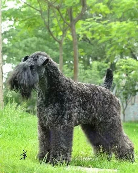 事关犬类禁养！深圳新增14种烈性犬