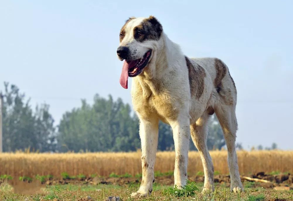 事关犬类禁养！深圳新增14种烈性犬