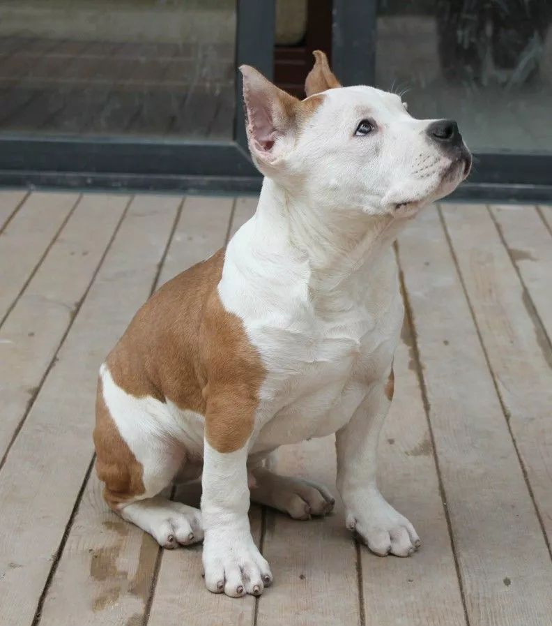 事关犬类禁养！深圳新增14种烈性犬