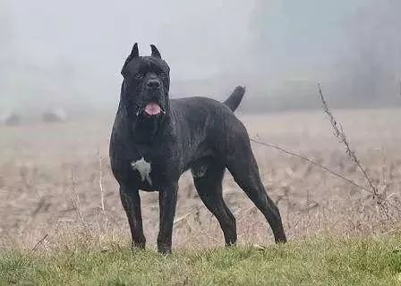 事关犬类禁养！深圳新增14种烈性犬