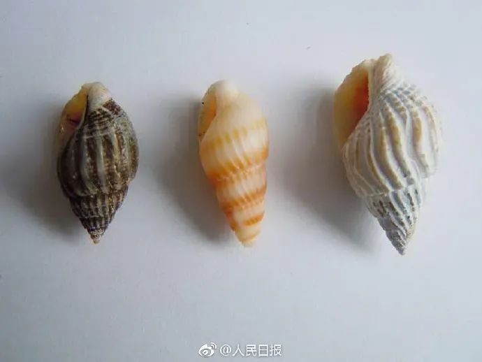 剧毒!有人点外卖时发现!广东曾多次提醒:勿食 剧毒!有人点外卖时发现!广东曾多次提醒:勿食