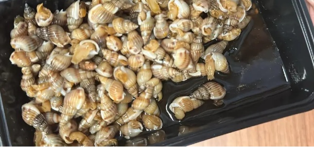 毒性比砒霜还高！这种螺，千万别买！别吃！