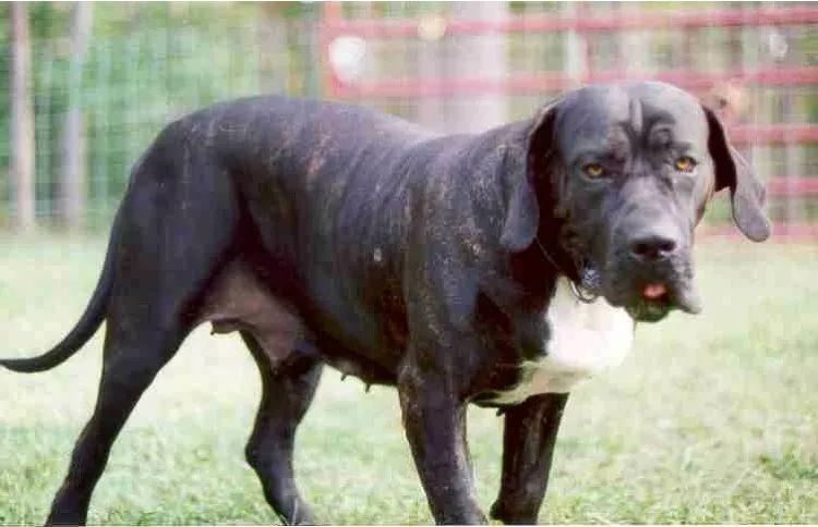 事关犬类禁养！深圳新增14种烈性犬