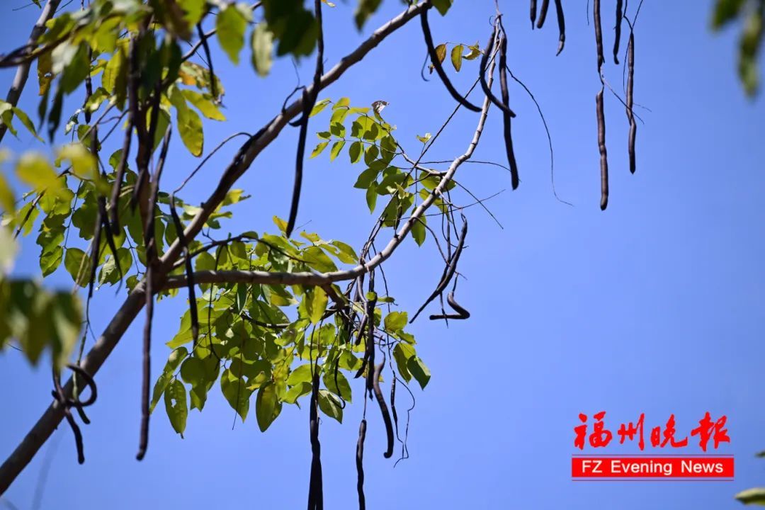 福州街头大量出现！别食用，有毒！