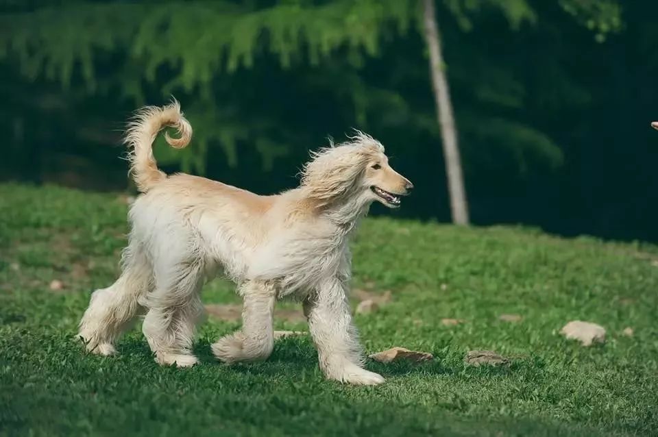 事关犬类禁养！深圳新增14种烈性犬