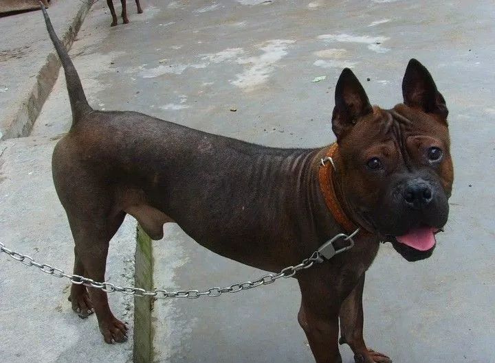 事关犬类禁养！深圳新增14种烈性犬