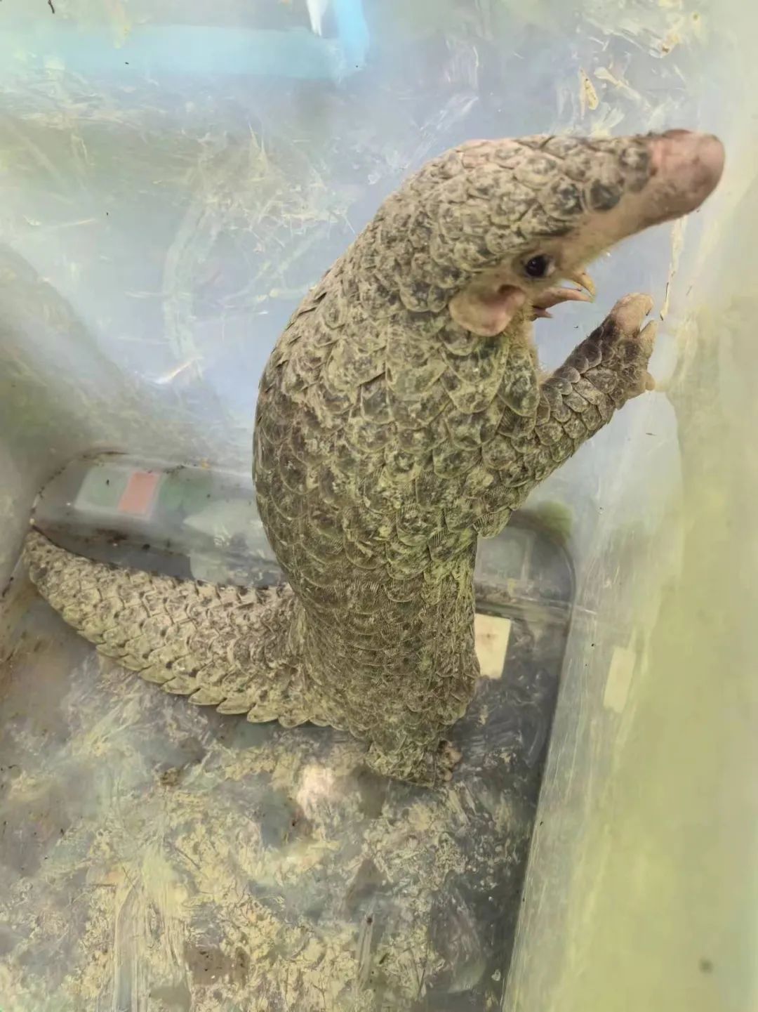 又在福州出现了！中华穿山甲！