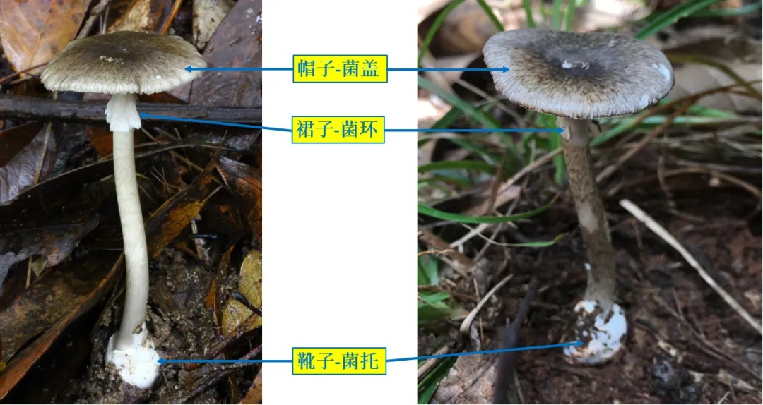 别采，别买，别吃！长沙已有家庭中毒！