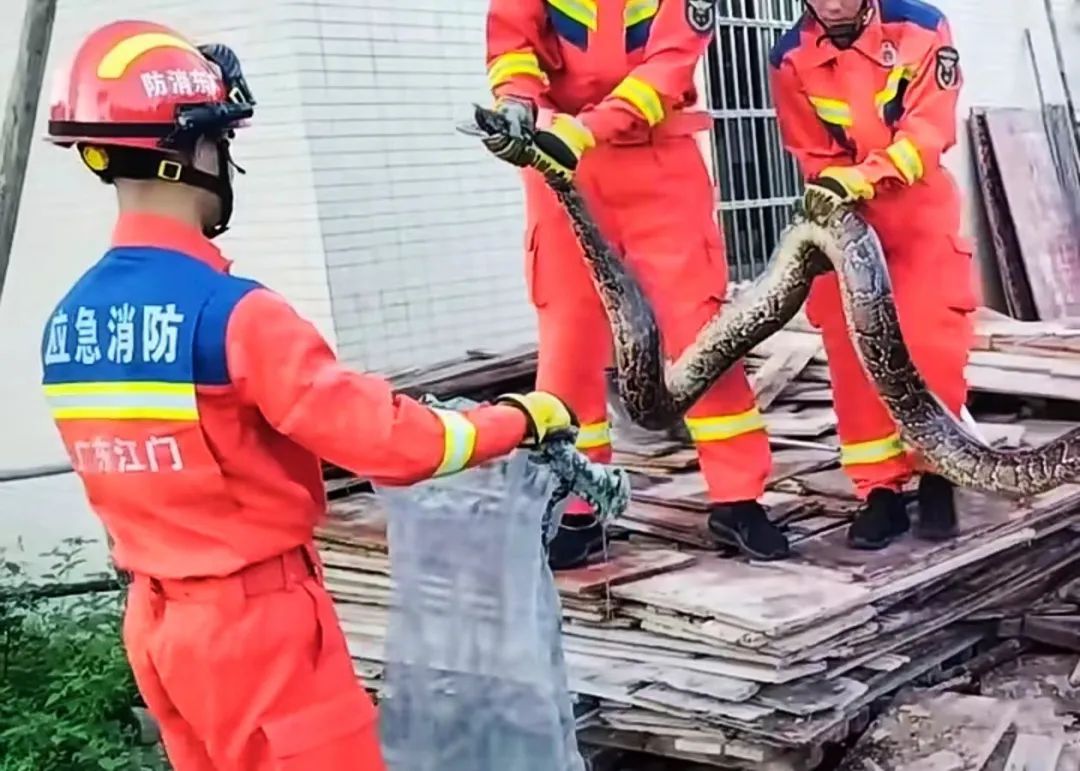 我滴个乖乖！女子家中饲养的宠物蛇“越狱”……