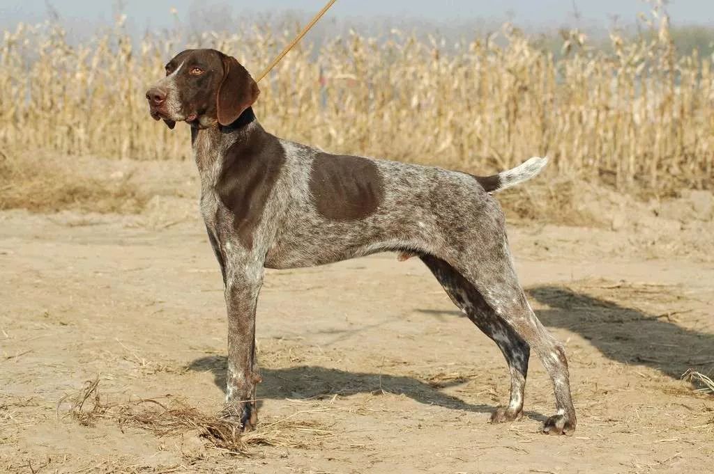 事关犬类禁养！深圳新增14种烈性犬