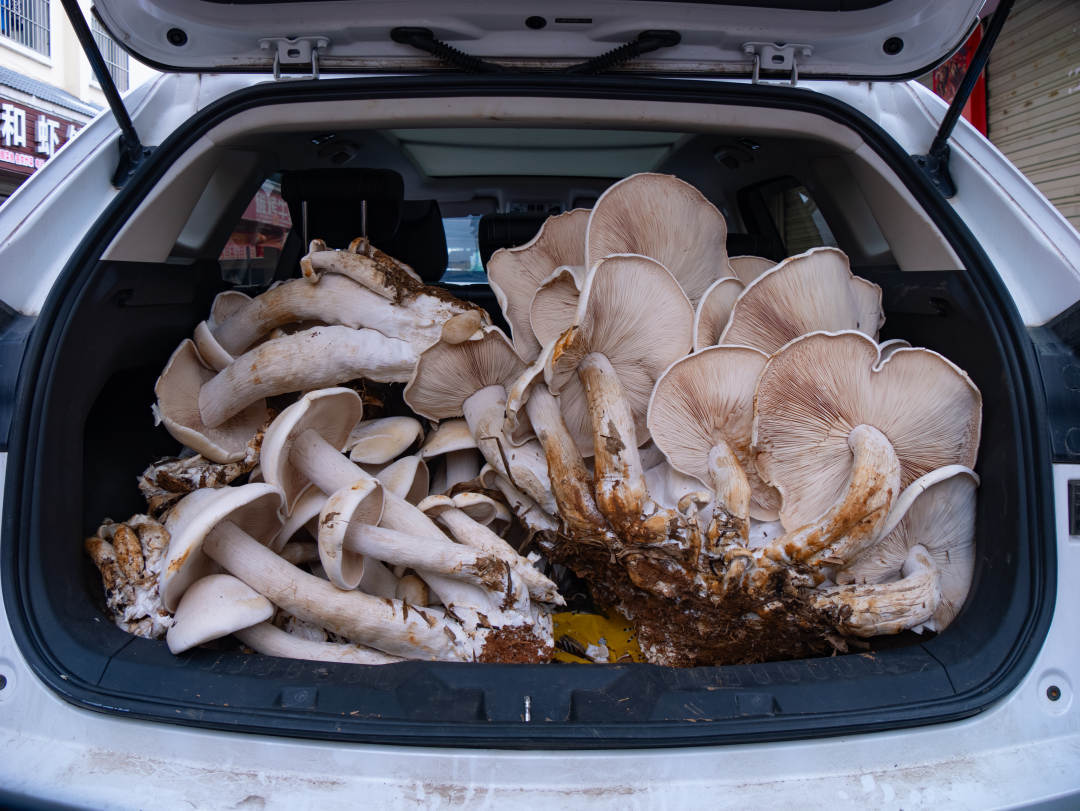 一窝菌装了一后备箱,百斤巨型野生菌现身云南 一窝菌装了一后备箱,百斤巨型野生菌现身云南