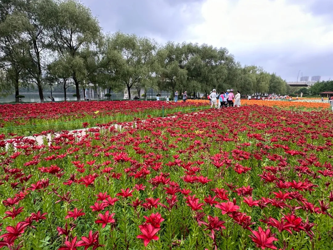 竞相绽放！15万株百合花、3000亩荷花…沈阳人快打卡