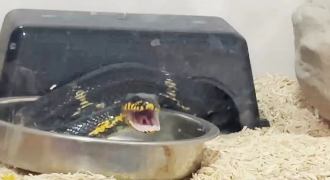 我滴个乖乖！女子家中饲养的宠物蛇“越狱”……