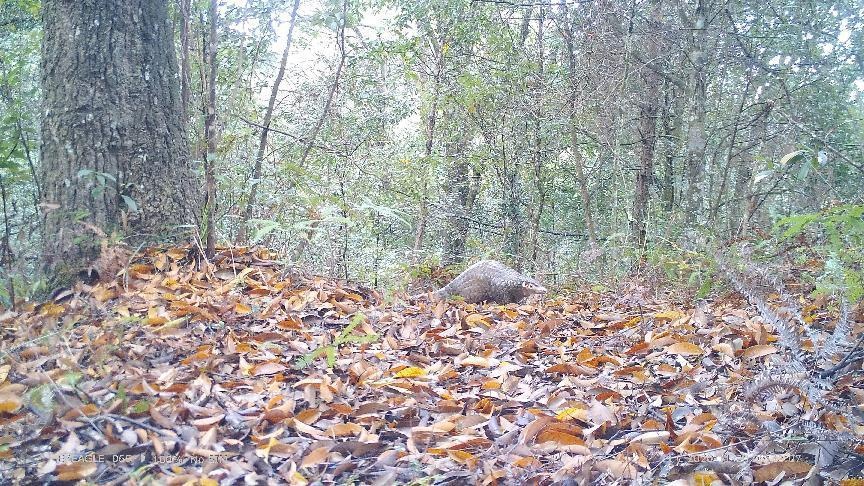 又在福州出现了！中华穿山甲！