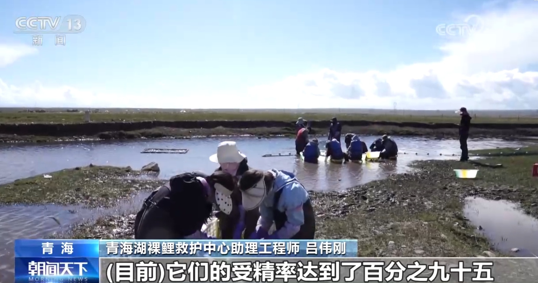12.03万吨、46倍多……青海湖湟鱼开启洄游之旅 蕴藏量持续上升