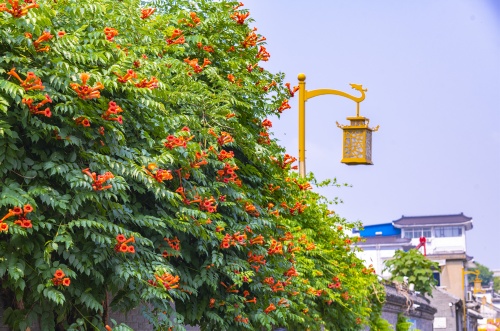 缤纷的扬州夏日，一眼心动
