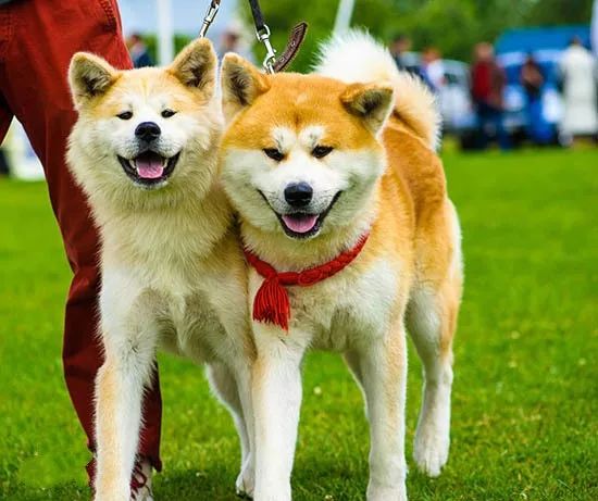 事关犬类禁养！深圳新增14种烈性犬