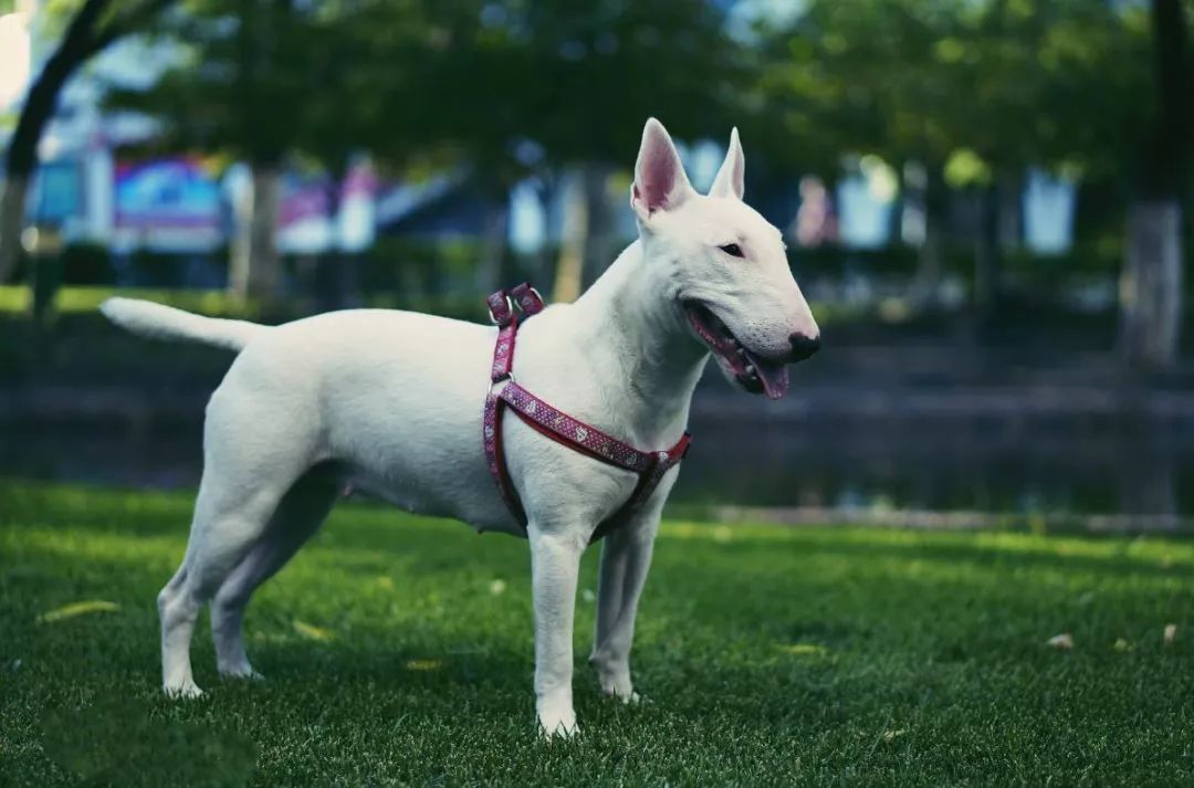 事关犬类禁养！深圳新增14种烈性犬