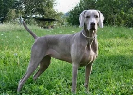 事关犬类禁养！深圳新增14种烈性犬