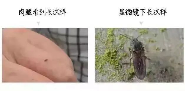 比蚊子还毒，被咬后奇痒！今年第一批中招的人出现了
