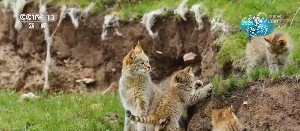 “高原蓝宝石”生态环境整体持续向好 青海湖实现华丽“蝶变” “高原蓝宝石”生态环境整体持续向好 青海湖实现华丽“蝶变”
