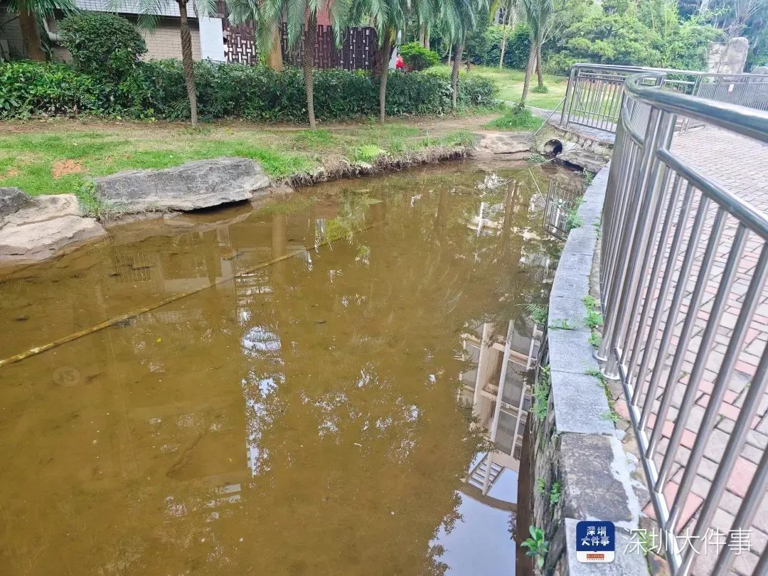 深圳一小区景观池疑被投毒，惊现大量死鱼！警方已介入调查→