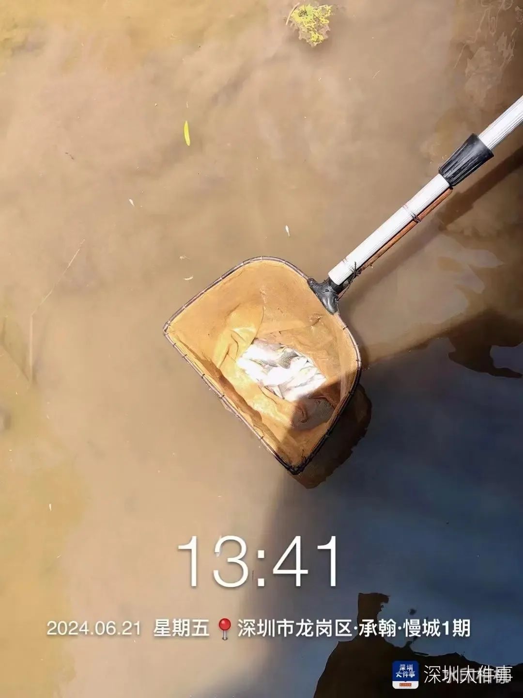 深圳一小区景观池疑被投毒，惊现大量死鱼！警方已介入调查→