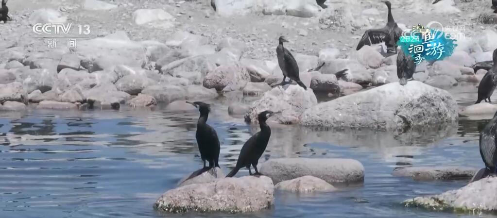 “高原蓝宝石”生态环境整体持续向好 青海湖实现华丽“蝶变” “高原蓝宝石”生态环境整体持续向好 青海湖实现华丽“蝶变”
