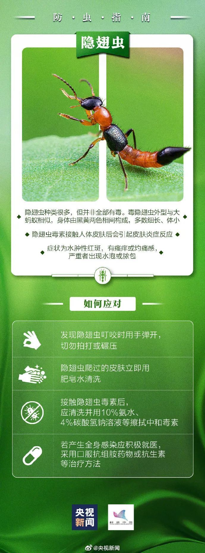 比蚊子还毒，被咬后奇痒！今年第一批中招的人出现了