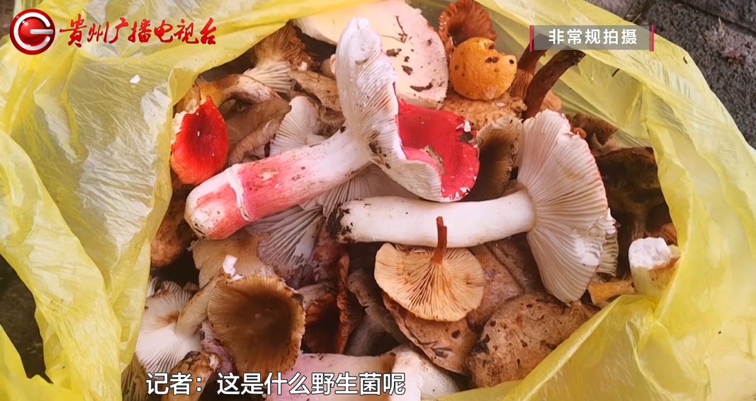 近期贵州大量上市！坊间流传的鉴别方法靠谱吗？警惕，一旦误食可致命...