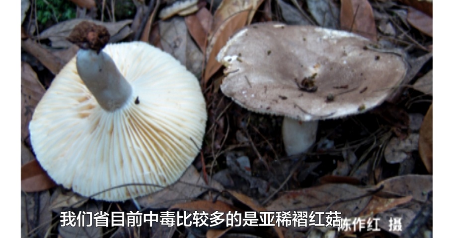 近期贵州大量上市！坊间流传的鉴别方法靠谱吗？警惕，一旦误食可致命...