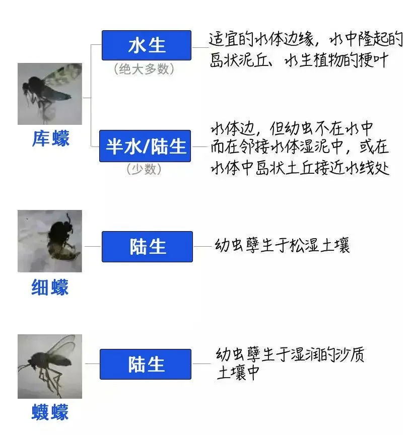比蚊子还毒，被咬后奇痒！今年第一批中招的人出现了