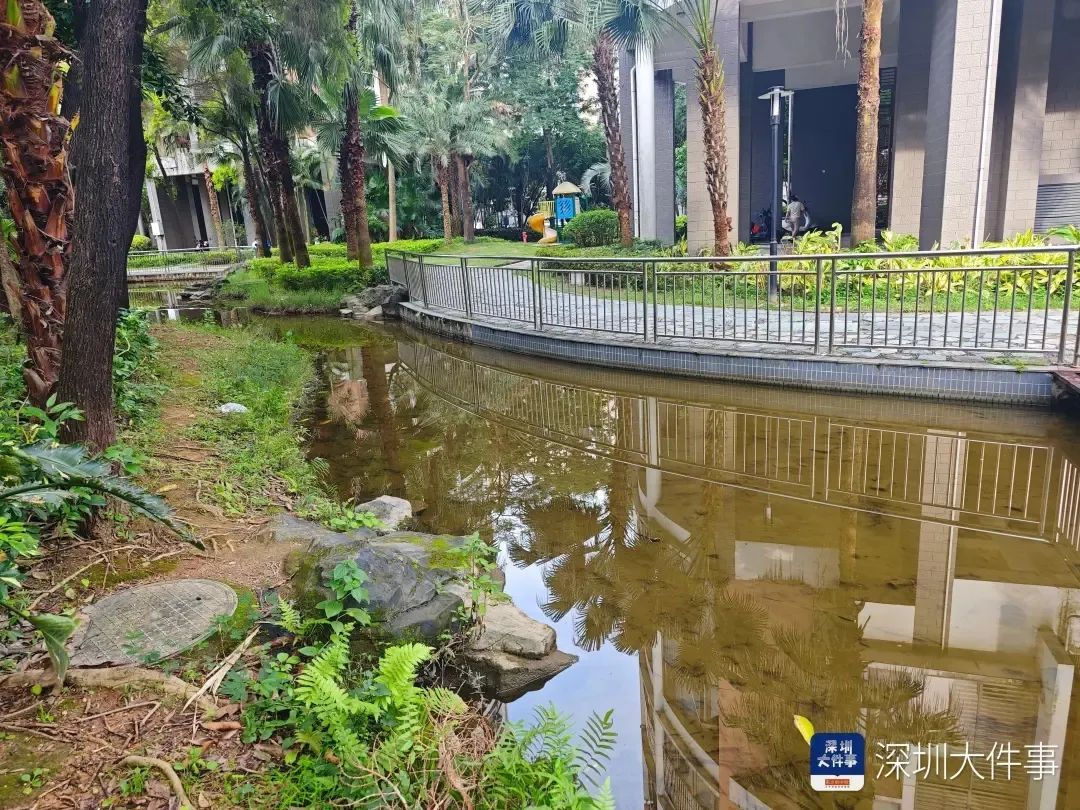深圳一小区景观池疑被投毒，惊现大量死鱼！警方已介入调查→