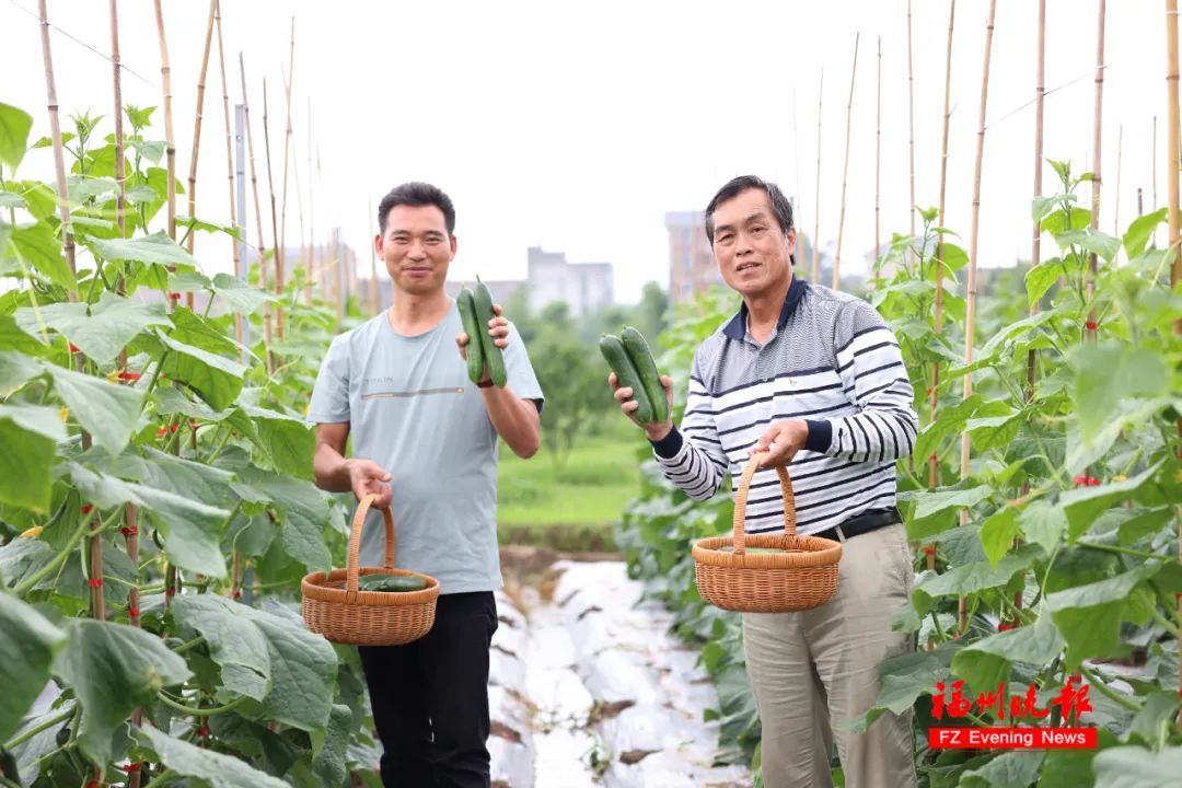 就在福州!英语老师跨界种地!如今…… 就在福州!英语老师跨界种地!如今……