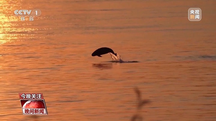 12个月妊娠期被首次完整记录 江豚宝宝茁壮成长中