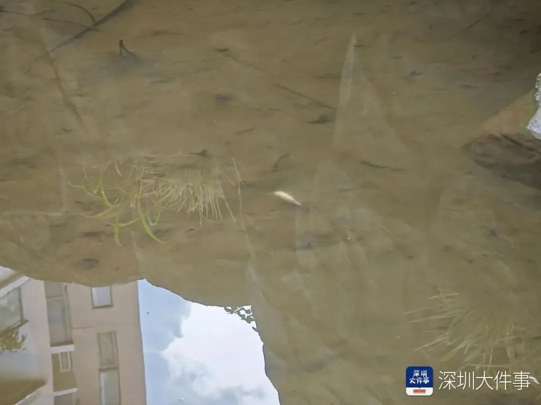 深圳一小区景观池疑被投毒，惊现大量死鱼！警方已介入调查→
