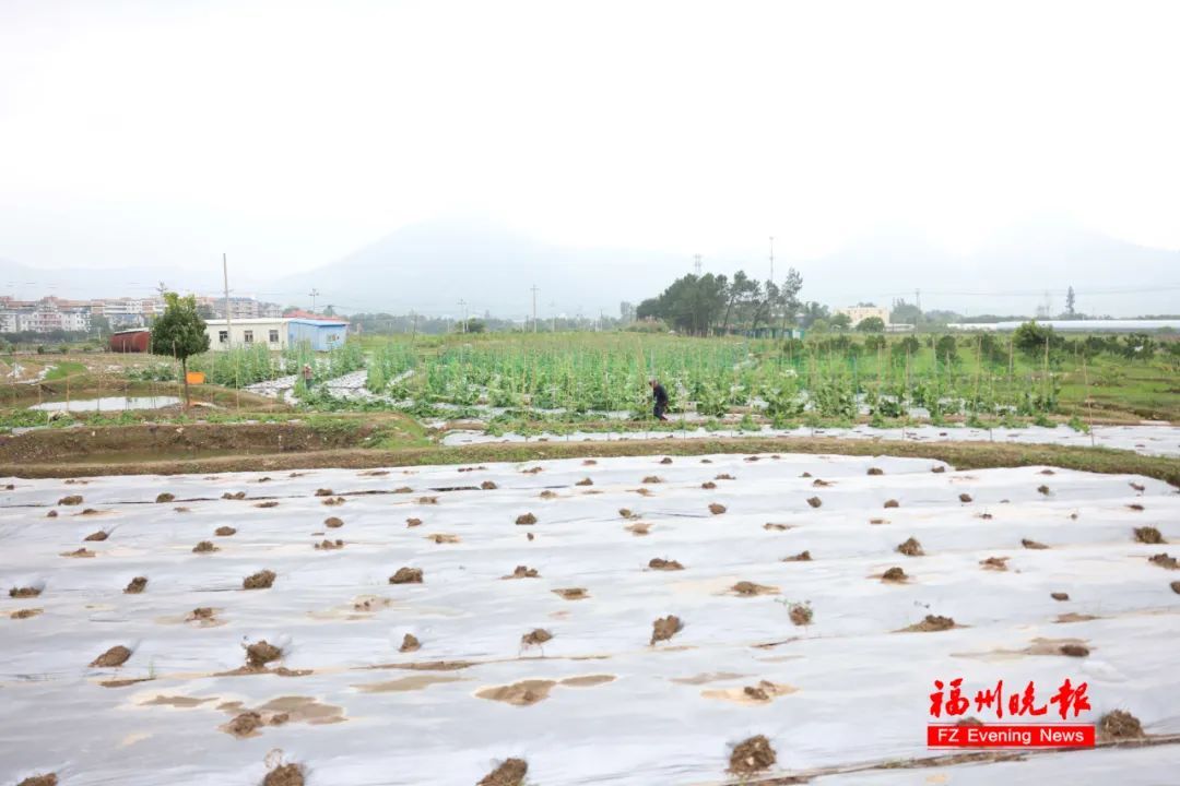 就在福州!英语老师跨界种地!如今…… 就在福州!英语老师跨界种地!如今……