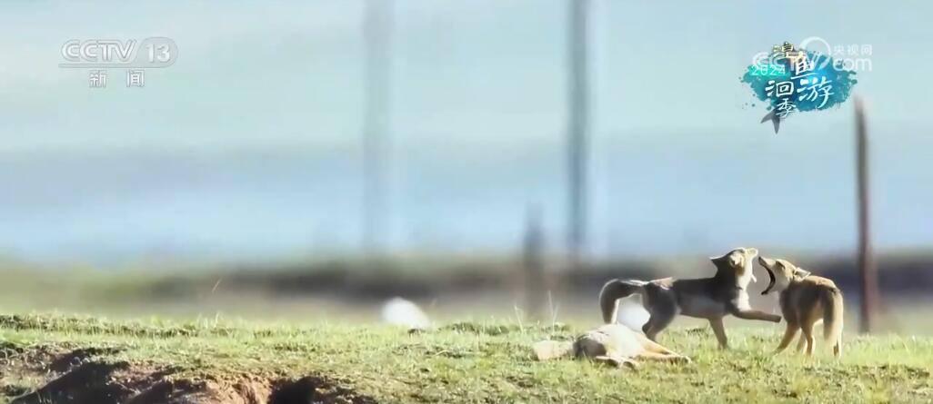“高原蓝宝石”生态环境整体持续向好 青海湖实现华丽“蝶变” “高原蓝宝石”生态环境整体持续向好 青海湖实现华丽“蝶变”