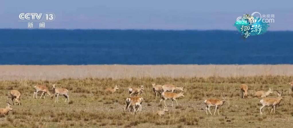 “高原蓝宝石”生态环境整体持续向好 青海湖实现华丽“蝶变” “高原蓝宝石”生态环境整体持续向好 青海湖实现华丽“蝶变”