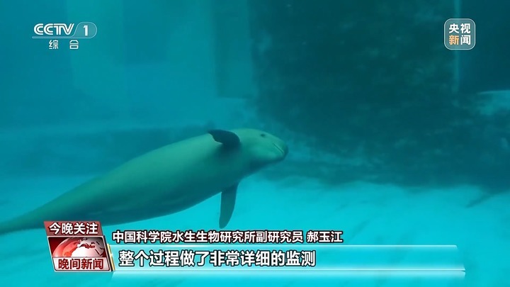 12个月妊娠期被首次完整记录 江豚宝宝茁壮成长中