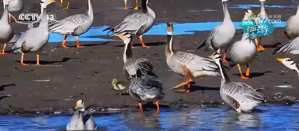 “高原蓝宝石”生态环境整体持续向好 青海湖实现华丽“蝶变” “高原蓝宝石”生态环境整体持续向好 青海湖实现华丽“蝶变”