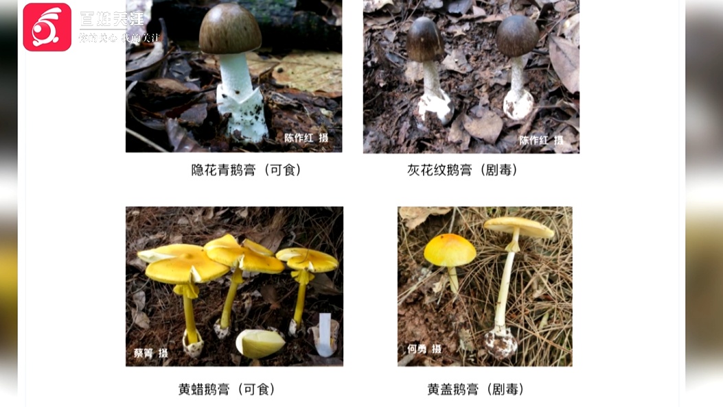近期贵州大量上市！坊间流传的鉴别方法靠谱吗？警惕，一旦误食可致命...