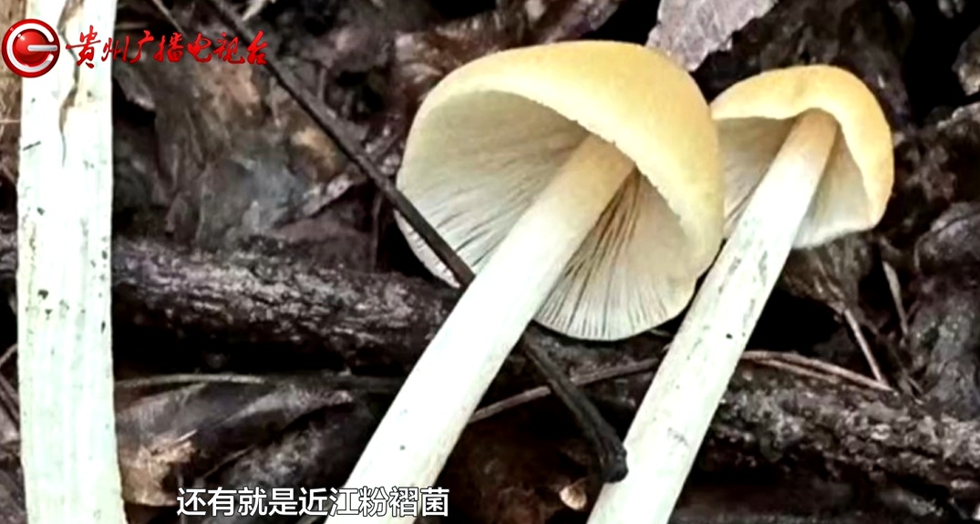 近期贵州大量上市！坊间流传的鉴别方法靠谱吗？警惕，一旦误食可致命...