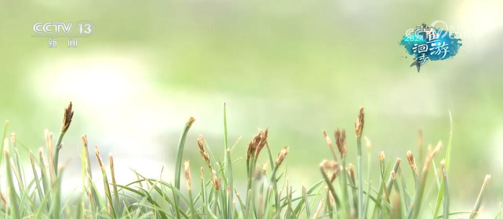 “高原蓝宝石”生态环境整体持续向好 青海湖实现华丽“蝶变” “高原蓝宝石”生态环境整体持续向好 青海湖实现华丽“蝶变”